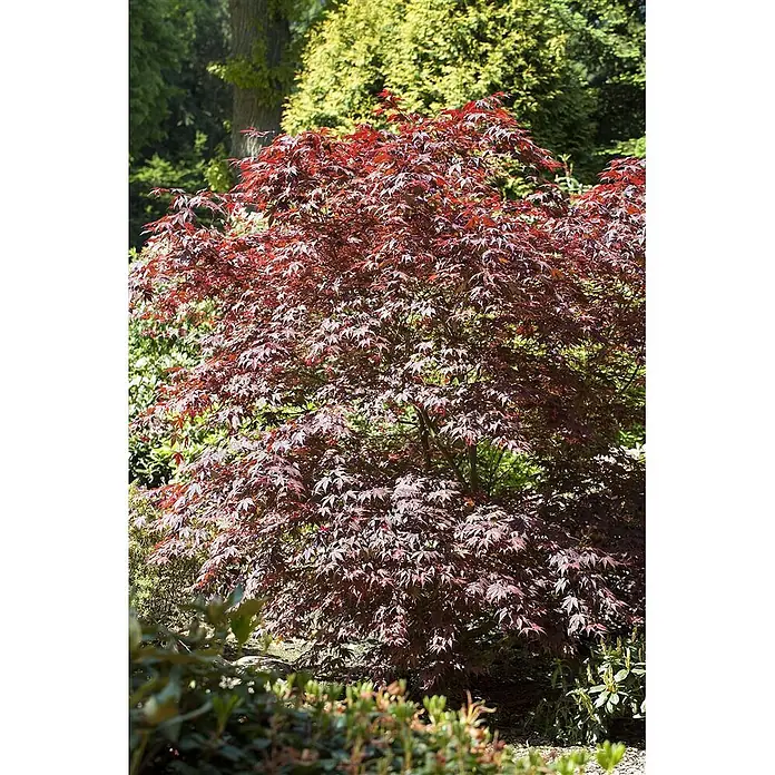 Pflanzen für dich Fächerahorn 60-80 cm - Acer palmatum 'Bloodgood' - Ein leuchtend roter Fächerahorn mit markantem burgunderfarbenem Laub steht prominent in einem üppigen Garten.