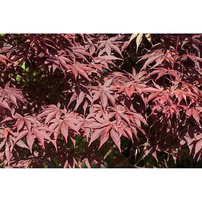 Pflanzen für dich Fächerahorn 60-80 cm - Acer palmatum 'Bloodgood' - Leuchtend rote, tief gelappte Blätter eines Japanischen Ahornbaums.