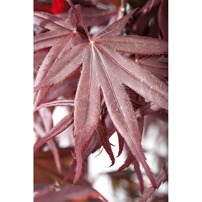 Pflanzen für dich Fächerahorn 60-80 cm - Acer palmatum 'Bloodgood' - Leuchtend rote, tief gelappte Blätter mit ausgeprägten Adern und feiner, flaumiger Textur.