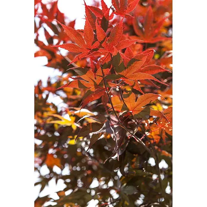 Pflanzen für dich Fächerahorn 60-80 cm - Acer palmatum 'Bloodgood' - Lebhaft rote Ahornblätter mit sichtbaren Adern, von der Sonne von hinten beleuchtet.