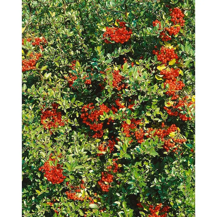 Pflanzen für dich Fächerahorn Rundblättriger Fächerahorn - Acer circinatum - Dichter grüner Strauch mit zahlreichen leuchtend roten Beeren.
