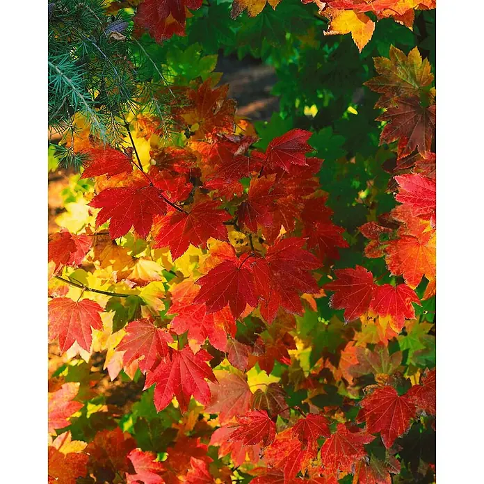 Pflanzen für dich Fächerahorn Rundblättriger Fächerahorn - Acer circinatum - Leuchtendes Herbstlaub in kräftigen Rot-, Gelb- und Grüntönen.