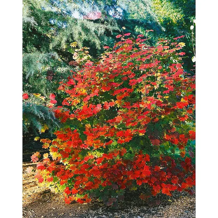 Pflanzen für dich Fächerahorn Rundblättriger Fächerahorn - Acer circinatum - Leuchtend rote und grüne Herbstblätter eines Laubstrauches, umgeben von immergrünen Bäumen.