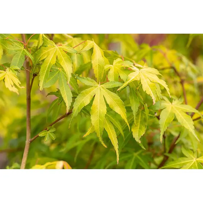 Pflanzen für dich Fächerahorn 200-250 cm - Acer palmatum 'Katsura' - Grüne und gelbe, sternförmige Blätter eines Fächerahorns.