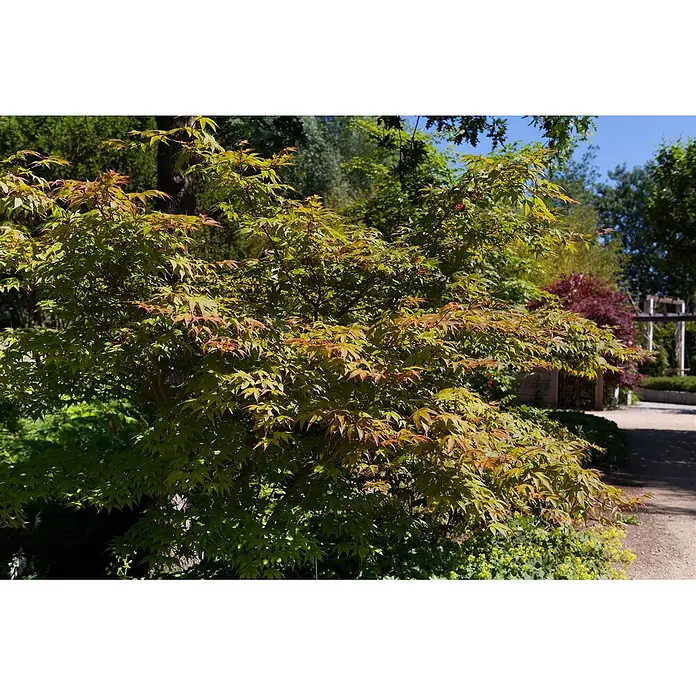 Pflanzen für dich Fächerahorn 40-60 cm - Acer palmatum 'Osakazuki' - Ein japanischer Ahornbaum mit grünen Blättern und rötlichen Spitzen, der in einem sonnigen Garten steht.