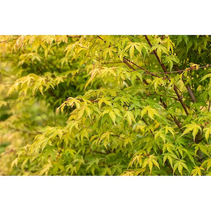 Pflanzen für dich Fächerahorn 200-250 cm - Acer palmatum 'Katsura' - Leuchtend grüne und gelbe Ahornblätter an Ästen, die den Rahmen füllen.