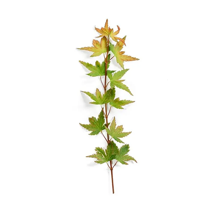 Pflanzen für dich Fächerahorn 200-250 cm - Acer palmatum 'Katsura' - Ein Pflanzenstiel mit mehreren grünen, sternförmigen Blättern, teils orange gespitzt.