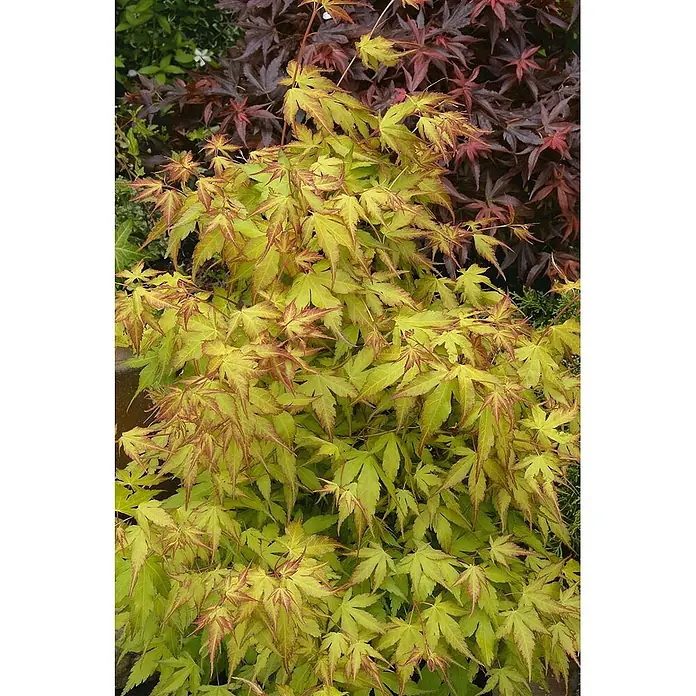 Pflanzen für dich Fächerahorn 200-250 cm - Acer palmatum 'Katsura' - Leuchtend grüne japanische Ahornblätter mit rotbraunen Rändern.