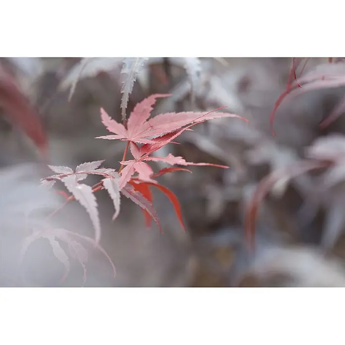 Pflanzen für dich Fächerahorn Fächerahorn - Acer palmatum 'Pixie' - Nahaufnahme von leuchtend roten und rosafarbenen Ahornblättern an einem Ast mit weichem, unscharfem Hintergrund.