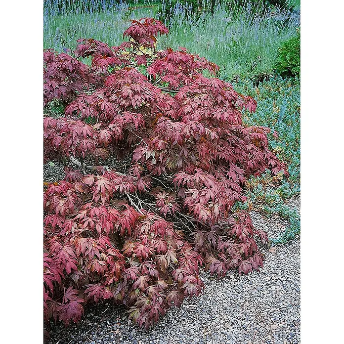 Pflanzen für dich Fächerahorn Fächerahorn - Acer palmatum 'Pixie' - Ein leuchtend roter Fächerahorn mit tief burgunderfarbenen, tief gelappten Blättern, üppig wachsend in einem Garten neben einem Kiesweg.