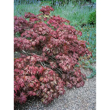 Pflanzen für dich  Fächerahorn 60-80 cm
