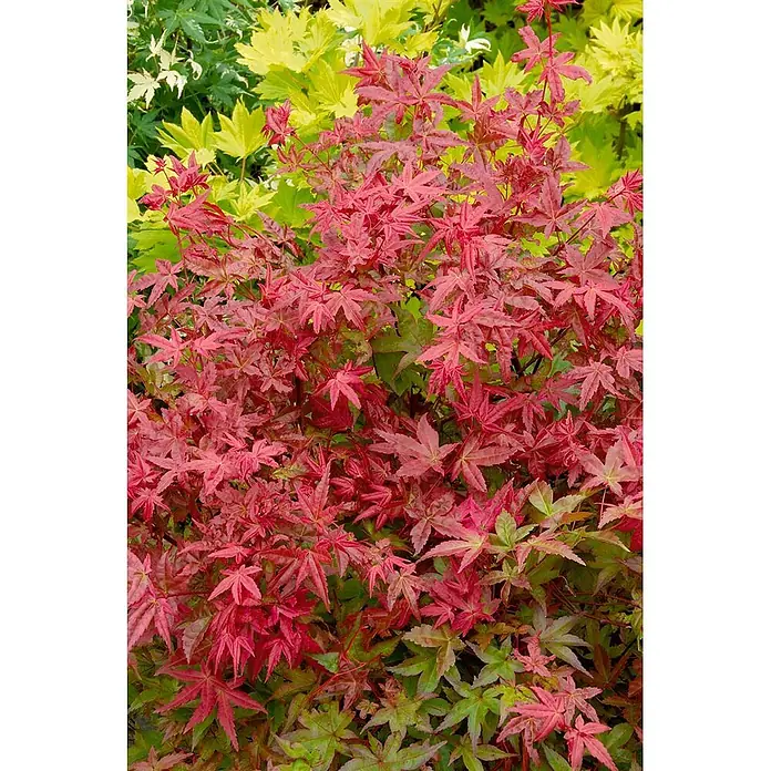 Pflanzen für dich Fächerahorn 150-175 cm - Acer palmatum 'Deshojo' - Buntes rotes, grünes und gelbes japanisches Ahornlaub.