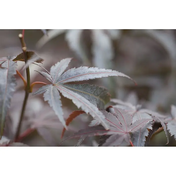 Pflanzen für dich Fächerahorn Fächerahorn - Acer palmatum 'Pixie' - Dunkelgrau-violette japanische Ahornblätter mit roten Adern und gezackten Rändern an zarten Stielen.