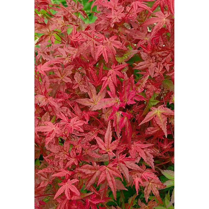 Pflanzen für dich Fächerahorn 150-175 cm - Acer palmatum 'Deshojo' - Leuchtend rote, sternförmige Ahornblätter.