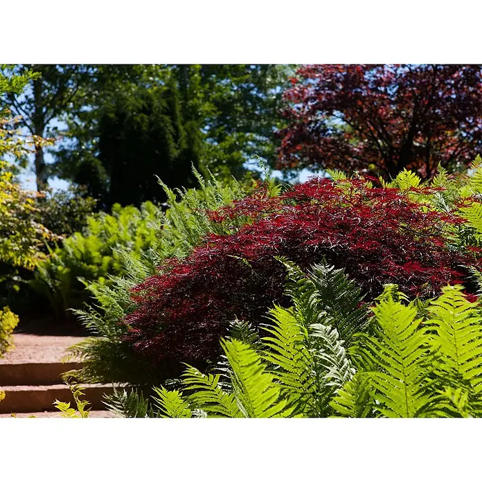 Pflanzen für dich Fächerahorn 30-40 cm - Acer palmatum 'Dissectum Garnet' - Üppige grüne Farne umgeben einen leuchtend roten Fächerahorn in einem sonnigen Garten, mit einem Pfad links.