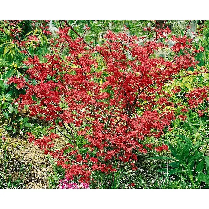 Pflanzen für dich Fächerahorn 150-175 cm - Acer palmatum 'Deshojo' - Leuchtend roter Fächerahorn mit fein geschnittenen Blättern in einem üppigen grünen Garten.