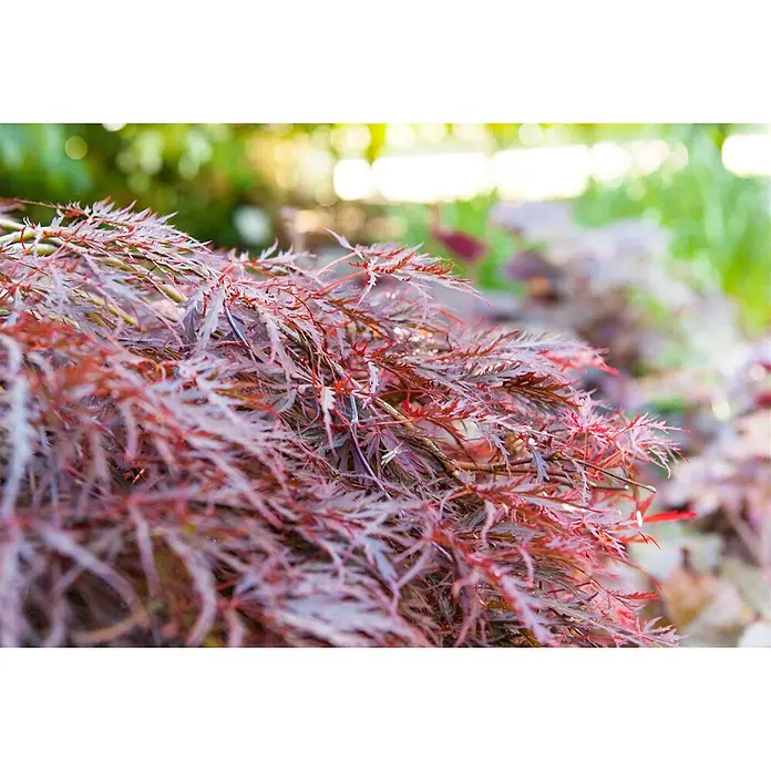 Pflanzen für dich Fächerahorn 30-40 cm - Acer palmatum 'Dissectum Garnet' - Leuchtend rote, fein geschnittene Blätter einer Zierpflanze, die üppiges Laubwerk zeigt.
