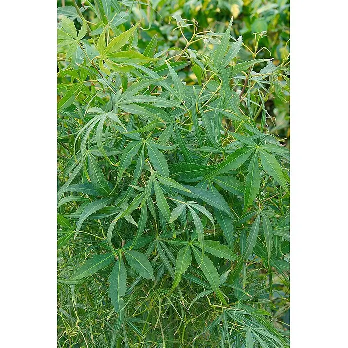Pflanzen für dich Fächerahorn 30-40 cm - Acer palmatum 'Koto-no-ito' - Üppig grüne, tief gelappte Blätter einer Pflanze.
