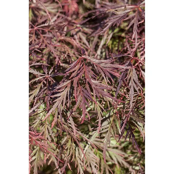 Pflanzen für dich Fächerahorn 30-40 cm - Acer palmatum 'Dissectum Garnet' - Lebhaft rote bis burgunderfarbene Blätter mit fein geschnittenen, federartigen Lappen, typisch für einen Fächerahorn.