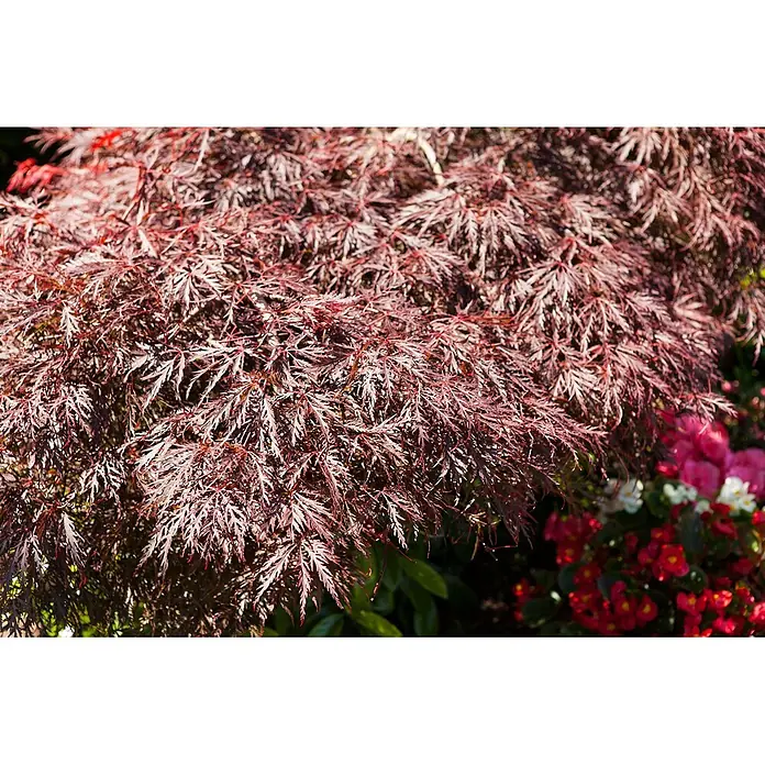 Pflanzen für dich Fächerahorn 30-40 cm - Acer palmatum 'Dissectum Garnet' - Nahaufnahme eines Japanischen Ahorns mit tiefroten, fein geschlitzten Blättern, im Hintergrund sind weitere bunte Blumen zu sehen.