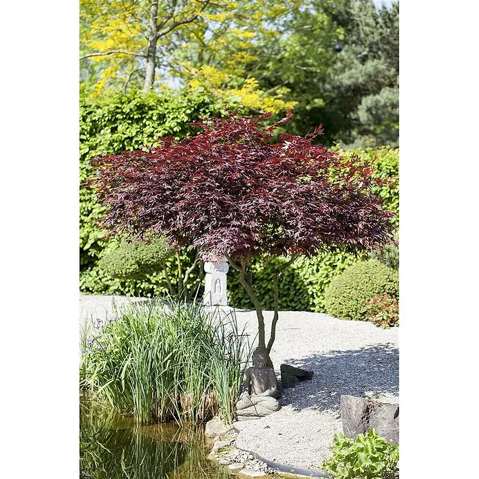 Pflanzen für dich Fächerahorn 40-60 cm - Acer palmatum 'Atropurpureum' - Roter japanischer Ahornbaum in einem ruhigen Garten, neben Teich und Buddhastatue, auf Kiesbett.