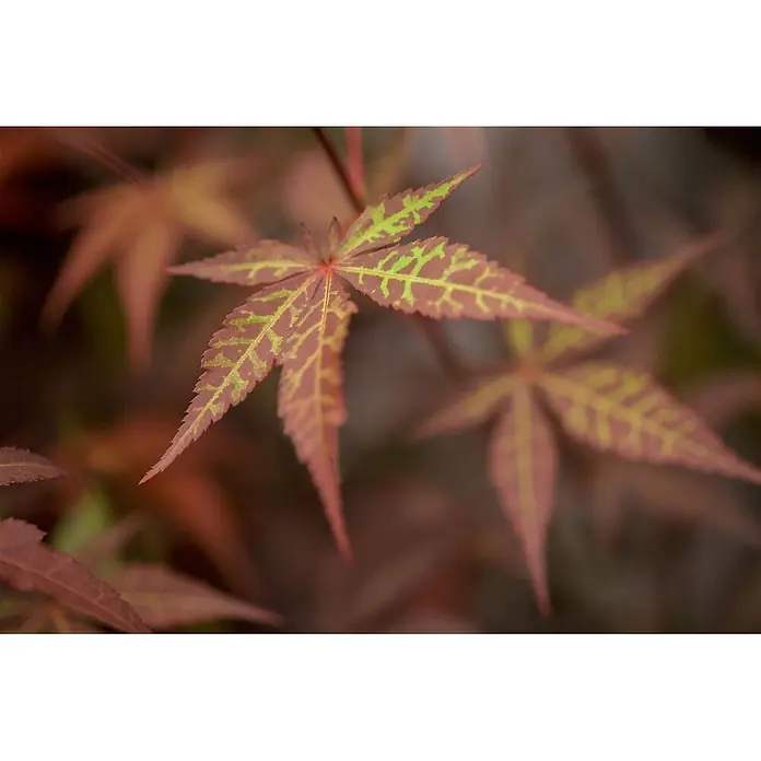 Pflanzen für dich Fächerahorn 40-60 cm - Acer palmatum 'Atropurpureum' - Sternförmiges rötlich-braunes Blatt mit auffälligen hellgrünen Adern.