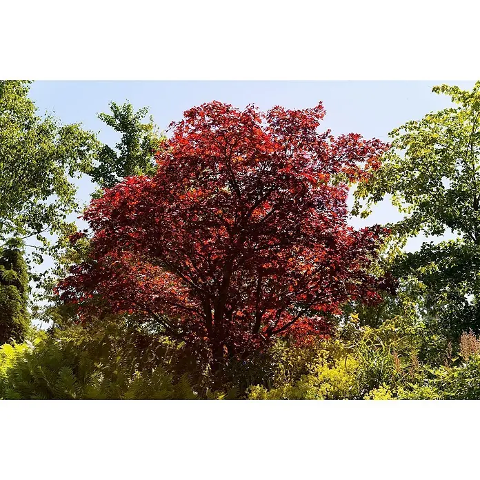 Pflanzen für dich Fächerahorn 40-60 cm - Acer palmatum 'Atropurpureum' - Ein leuchtend roter Baum mit dichtem Laub sticht zwischen grünen und gelben Bäumen unter blauem Himmel hervor.