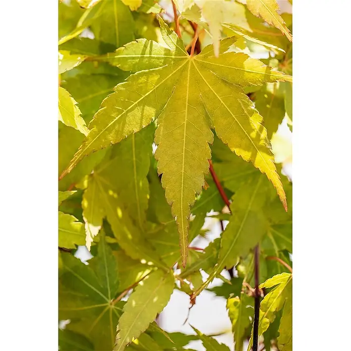 Pflanzen für dich Fächerahorn 175-200 cm - Acer palmatum 'Sangokaku' - Leuchtend grüne Ahornblätter, von Sonnenlicht durchleuchtet, mit feinen Adern.