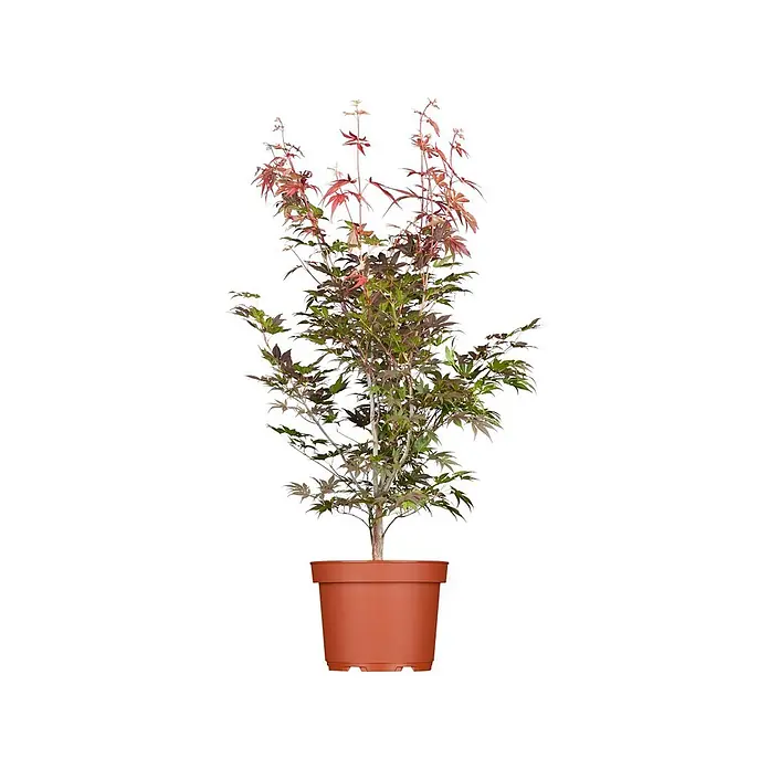 Pflanzen für dich Fächerahorn 40-60 cm - Acer palmatum 'Atropurpureum' - Gepflanzter japanischer Ahornbaum mit mehrfarbigen Blättern in einem terrakottafarbenen Kunststofftopf.