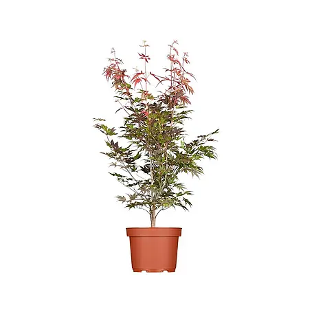 Pflanzen für dich  Fächerahorn 40-60 cm