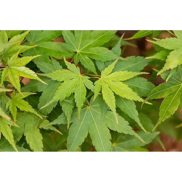 Pflanzen für dich Fächerahorn 175-200 cm - Acer palmatum 'Sangokaku' - Nahaufnahme von lebendig grünen Ahornblättern mit ihrer markanten gelappten Form und den deutlichen Adern.
