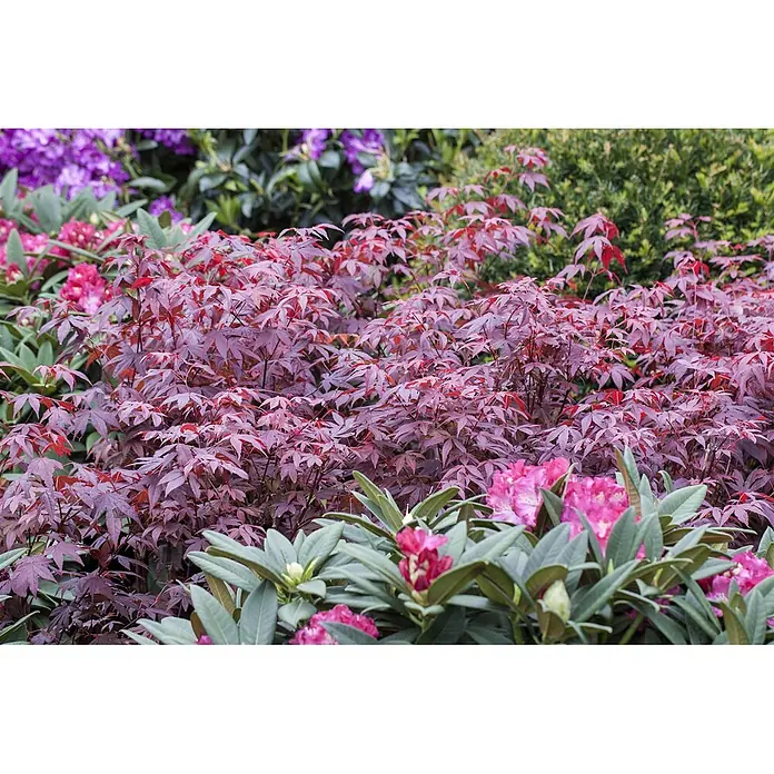 Pflanzen für dich Fächerahorn 40-60 cm - Acer palmatum 'Atropurpureum' - Leuchtend rote Gartensträucher, mit rosa und violetten Blütenpflanzen.