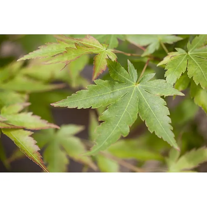 Pflanzen für dich Fächerahorn 175-200 cm - Acer palmatum 'Sangokaku' - Nahaufnahme von leuchtend grünen, gelappten Blättern mit leicht rötlichen Rändern.