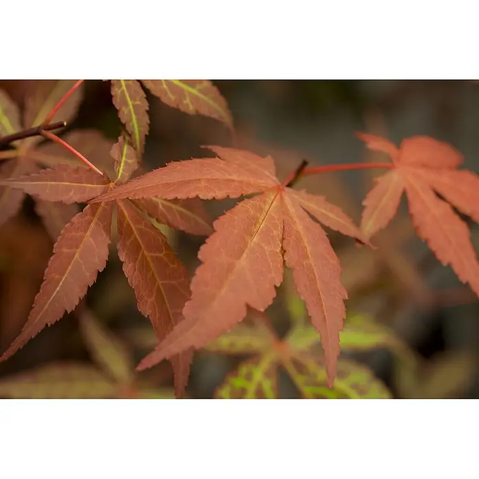 Pflanzen für dich Fächerahorn 40-60 cm - Acer palmatum 'Atropurpureum' - Lebhaft rötlich-braune Ahornblätter, teilweise mit sichtbaren grünen Adern.