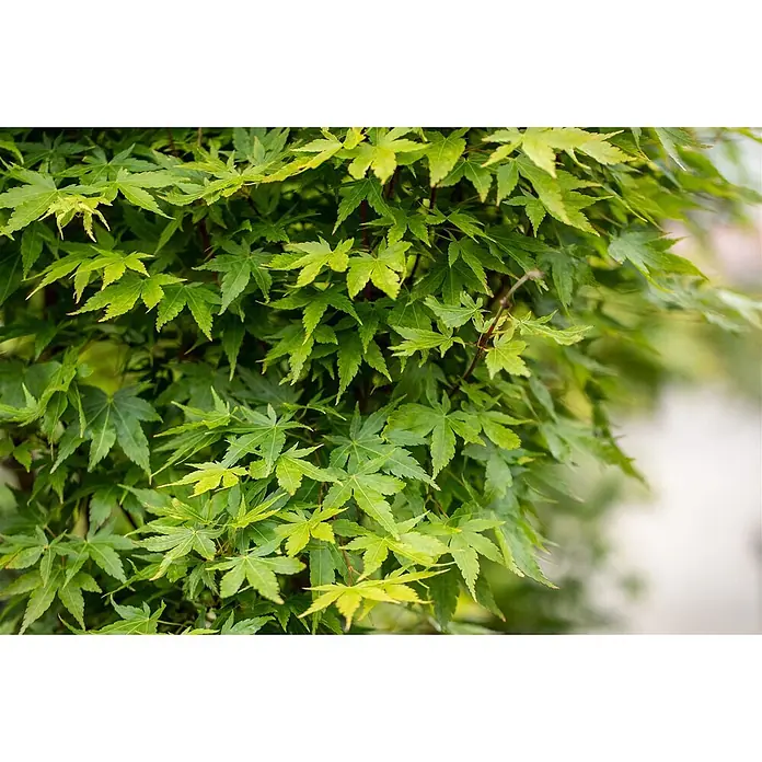 Pflanzen für dich Fächerahorn 175-200 cm - Acer palmatum 'Sangokaku' - Nahaufnahme von sattgrünen, sternförmigen Blättern einer Pflanze in verschiedenen Grüntönen.