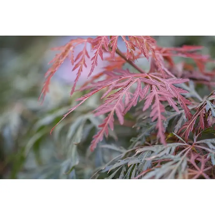 Pflanzen für dich Fächerahorn 60-100 cm - Acer palmatum 'Orangeola' - Nahaufnahme leuchtend rot-pinker Blätter eines Fächerahorns, mit unscharfem grünen Laub im Hintergrund.