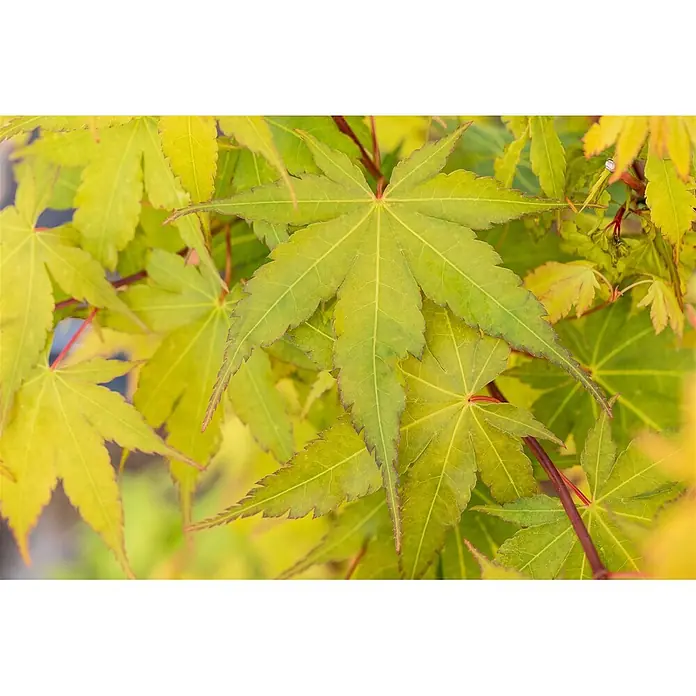 Pflanzen für dich Fächerahorn 175-200 cm - Acer palmatum 'Sangokaku' - Lebhaft grüne und gelbgrüne Ahornblätter mit rötlichen Stielen und gezackten Rändern, die ihre charakteristische Lappenform zeigen.