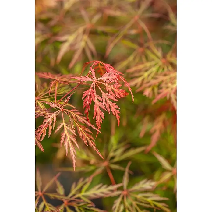 Pflanzen für dich Fächerahorn 60-100 cm - Acer palmatum 'Orangeola' - Nahaufnahme von leuchtend roten, tief geschlitzten Blättern, wahrscheinlich Fächerahorn.