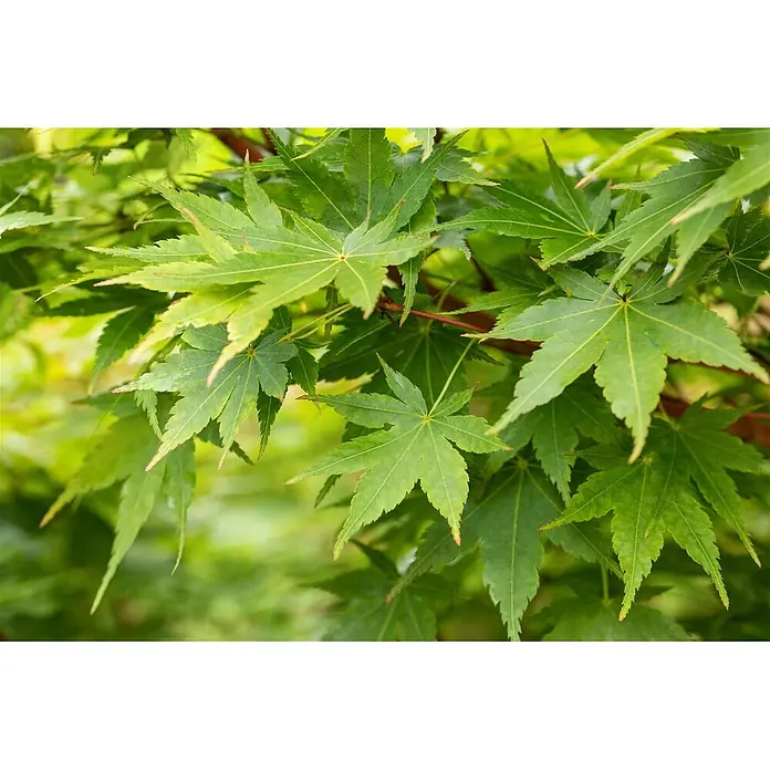 Pflanzen für dich Fächerahorn 175-200 cm - Acer palmatum 'Sangokaku' - Saftig grüne, sternförmige Ahornblätter an einem Ast.
