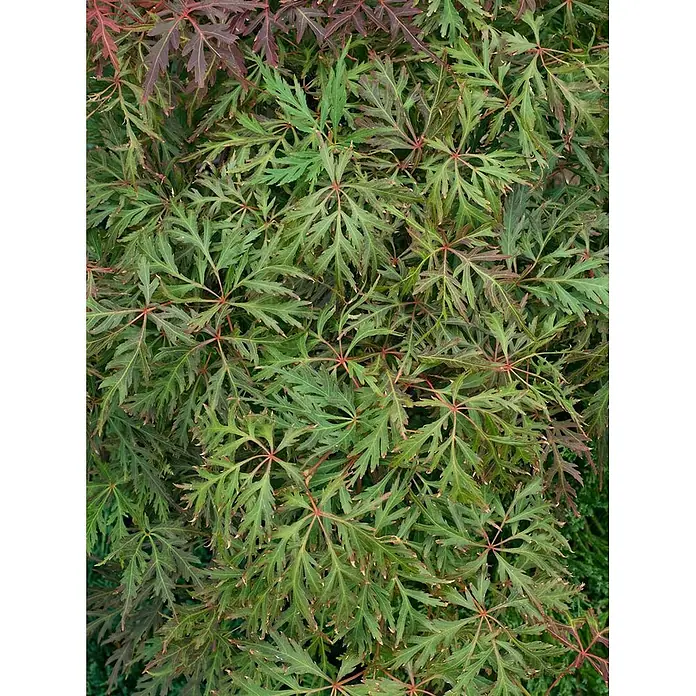 Pflanzen für dich Fächerahorn 60-100 cm - Acer palmatum 'Orangeola' - Nahaufnahme von leuchtend grünen und roten tief eingeschnittenen Blättern, die eine dichte Blattstruktur bilden.