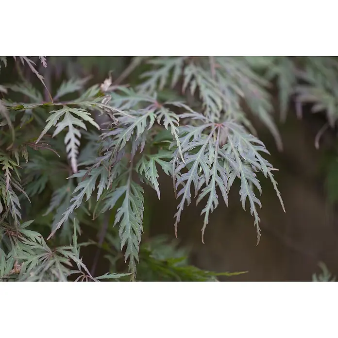 Pflanzen für dich Fächerahorn 60-100 cm - Acer palmatum 'Orangeola' - Feine, tief eingeschnittene grüne und rot-violette Blätter mit einer spitzenartigen Textur.
