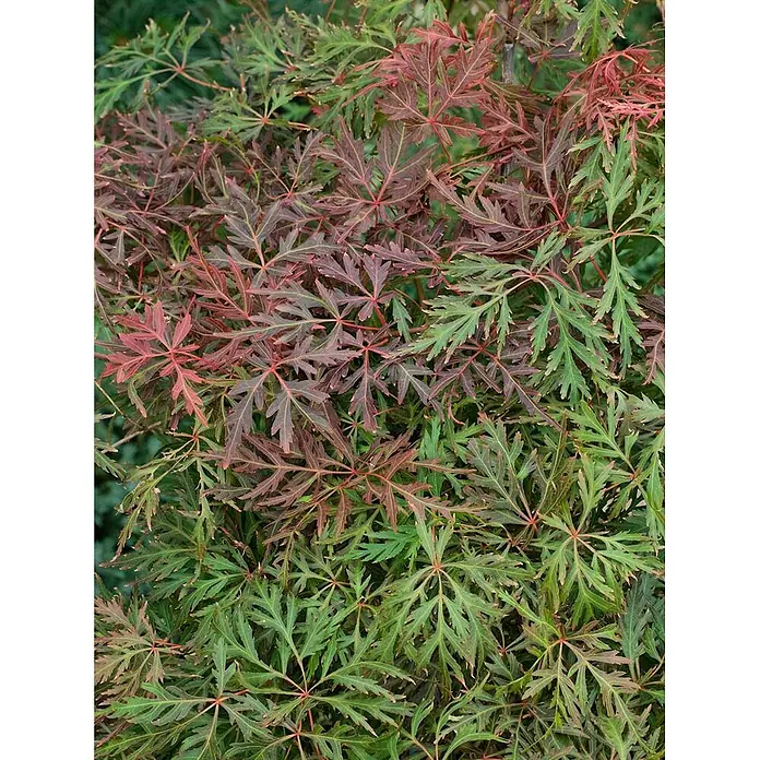 Pflanzen für dich Fächerahorn 60-100 cm - Acer palmatum 'Orangeola' - Tiefgelappte grüne und rotbraune Blätter eines Japanischen Ahorns.