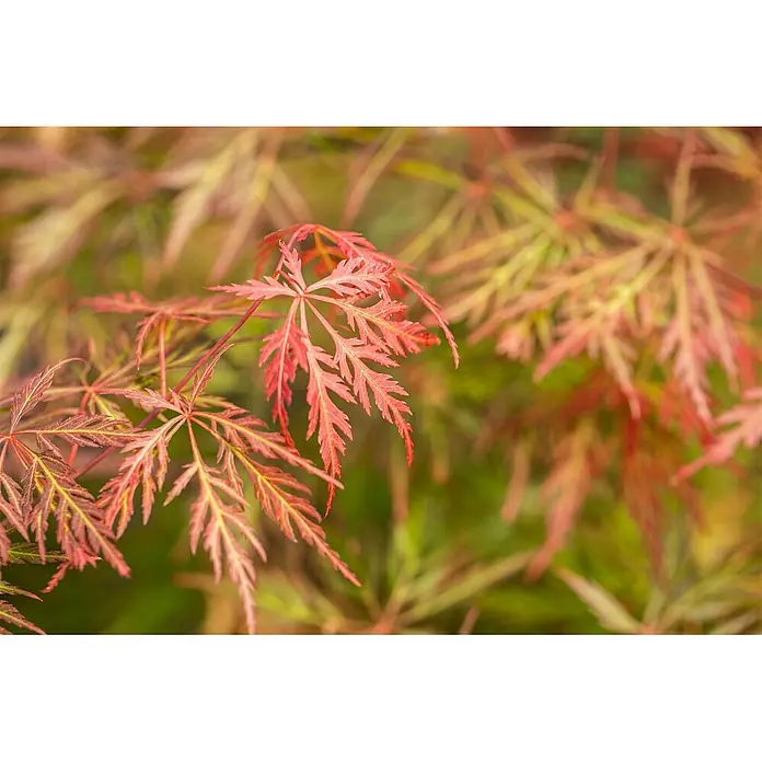Pflanzen für dich Fächerahorn 60-100 cm - Acer palmatum 'Orangeola' - Nahaufnahme von leuchtend roten und grünen, zarten, gelappten Blättern, wahrscheinlich japanischer Ahorn.