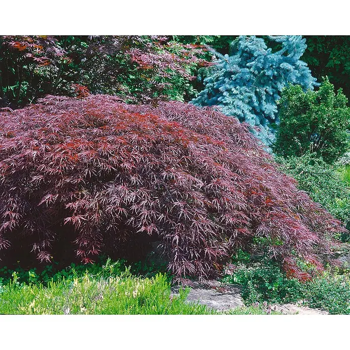 Pflanzen für dich Fächerahorn 50-60 cm - Acer palmatum 'Inaba-shidare' - Ein leuchtend roter Fächerahorn mit fein geschlitzten Blättern, der sich im Garten wölbt.