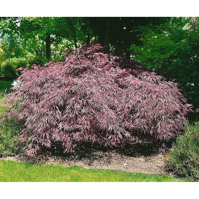Pflanzen für dich Fächerahorn 50-60 cm - Acer palmatum 'Inaba-shidare' - Ein breiter, leuchtend roter Fächerahorn mit fein geschlitzten Blättern, als Strauch gepflanzt.