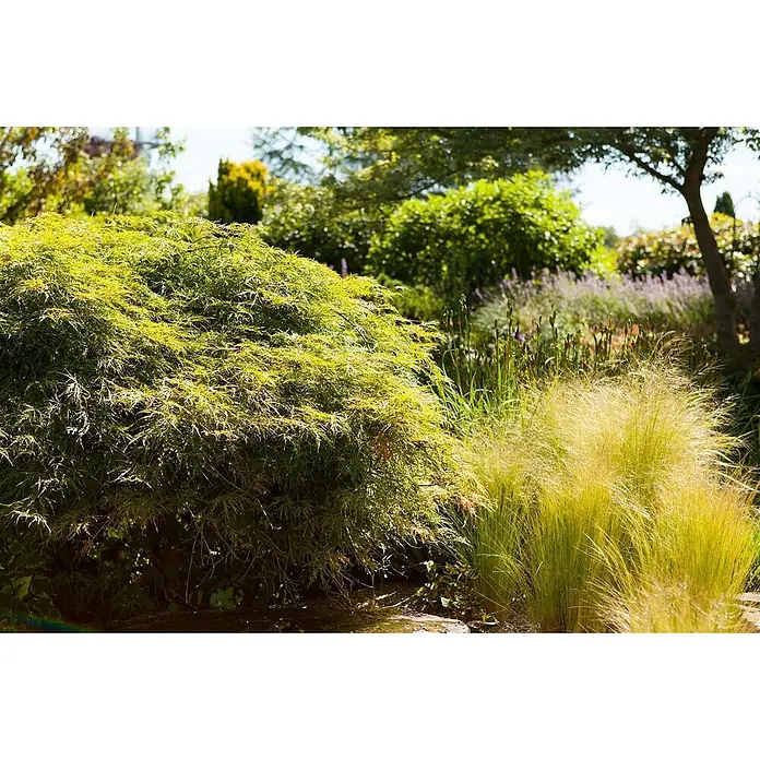 Pflanzen für dich Fächerahorn 30-40 cm - Acer palmatum 'Dissectum' - Hellgrüner, fein gelappter Strauch und goldenes Ziergras in einer Gartenanlage.