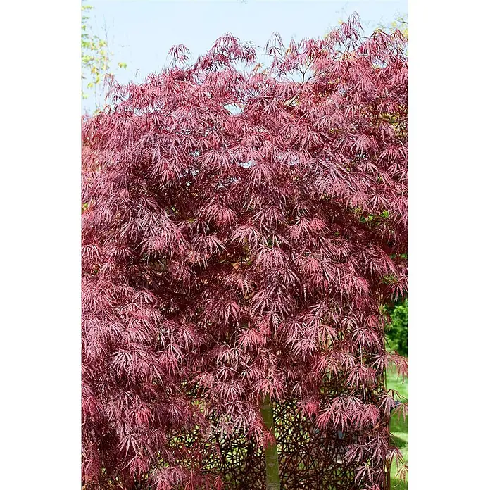 Pflanzen für dich Fächerahorn 50-60 cm - Acer palmatum 'Inaba-shidare' - Ein voller Fächerahorn mit auffallend roten, tief eingeschnittenen Blättern, ideal für die Gartengestaltung.