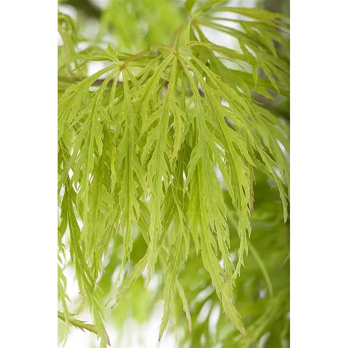 Pflanzen für dich Fächerahorn 30-40 cm - Acer palmatum 'Dissectum' - Lebhaft grüne, tief gelappte und fein geschnittene Blätter, zart herabhängend.