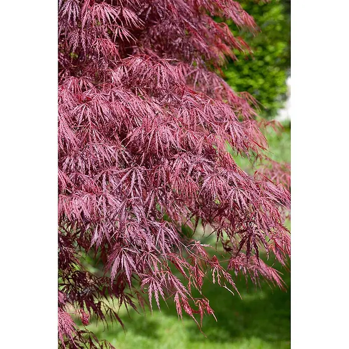 Pflanzen für dich Fächerahorn 50-60 cm - Acer palmatum 'Inaba-shidare' - Nahaufnahme eines leuchtend roten Fächerahorns mit zarten, tief gelappten Blättern.
