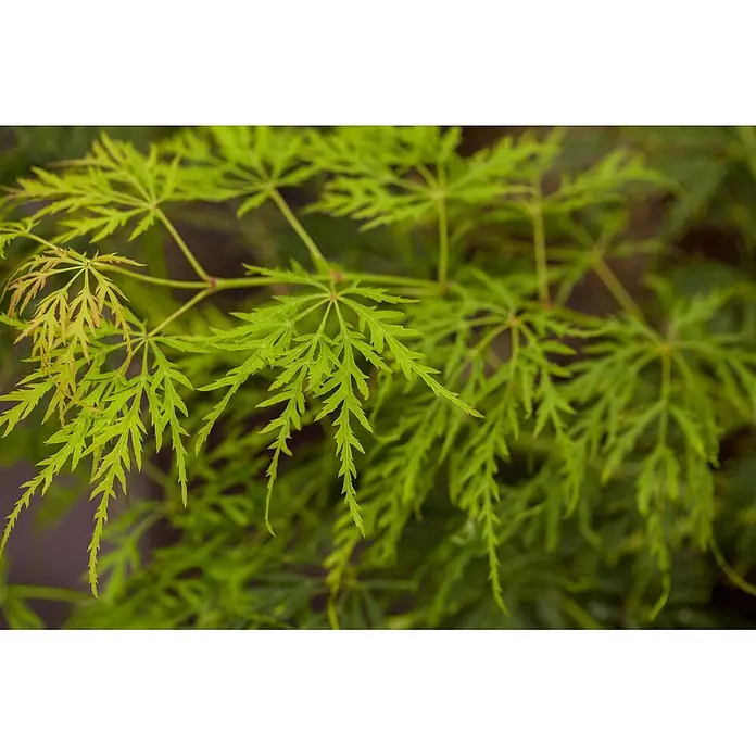 Pflanzen für dich Fächerahorn 30-40 cm - Acer palmatum 'Dissectum' - Hellgrüne, fein zerschnittene Blätter mit einigen gelblichen Spitzen, die das zarte Laub einer Pflanze zeigen.
